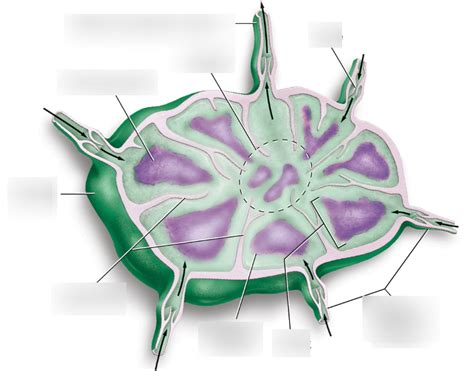 Lymph Node Diagram Quizlet