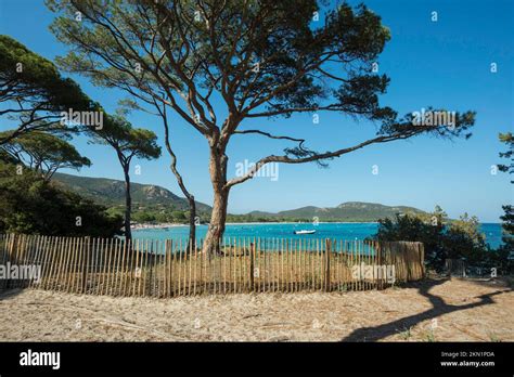 Beach And Pines Plage De Palombaggia Porto Vecchio Corse Du Sud