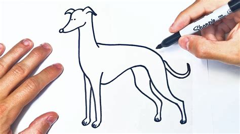 Cómo dibujar un Perro Galgo Paso a Paso Dibujo de Galgo YouTube