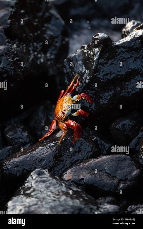 Colorful Sally Lightfoot Crabs Crawl On Volcanic Rock Tidal Pools On