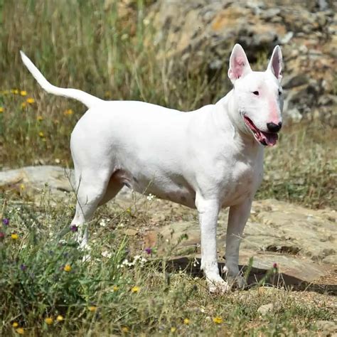 Bull Terrier Information Dog Breed Facts