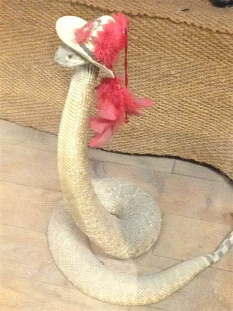 20 очаровательных змей в шляпках | Snakes with hats, Cute snake, Funny ...