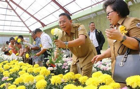 Walikota Tomohon Panen Varietas Bunga Krisan Media Manado