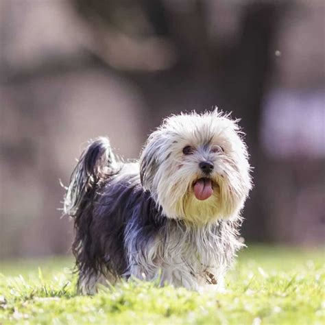 Morkie Poo: The Yorkie, Maltese, Poodle Mix - Doggie HQ