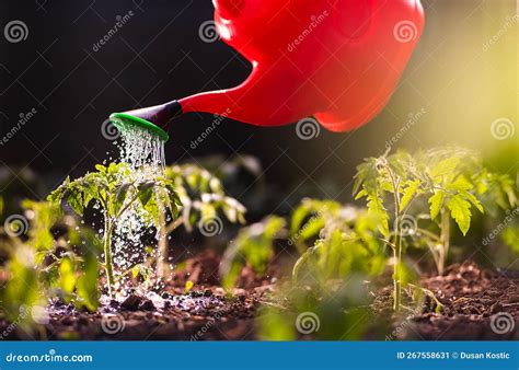 Watering Seedling Tomato Plant In Greenhouse Garden With Red Watering