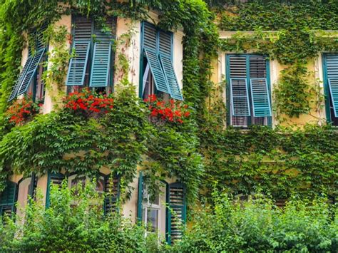 Ivy Covered House Free Stock Photo Public Domain Pictures