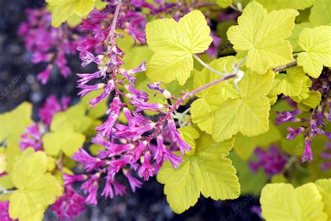 Ribes Sanguineum Brocklebankii Stock Image B8342827 Science