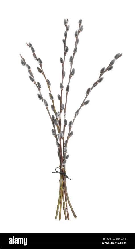 Beautiful Blooming Pussy Willow Branches On White Background Stock Photo Alamy