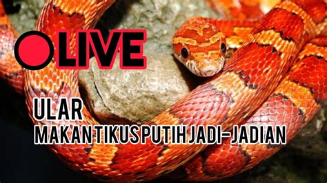 LIVE Ngasih Makan Ular Peliharaan Sampai Kegigit Parah YouTube