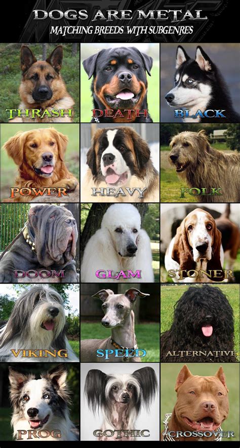 Les Races De Chiens Non Reconnues Par La Fci Liste Avec Photos The