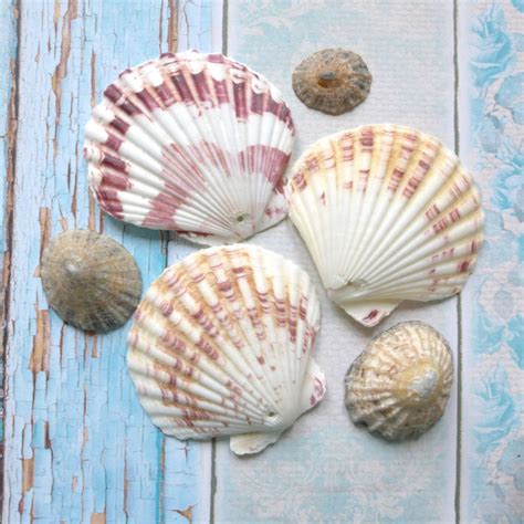 Assorted Scallop Seashells E5023