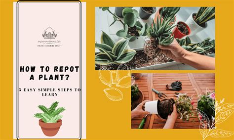 how to know when to repot a plant