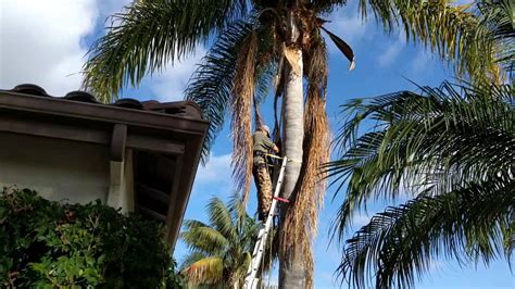 Home Repair Queen Palm Trees How To Trim Yourslf By Froggy YouTube