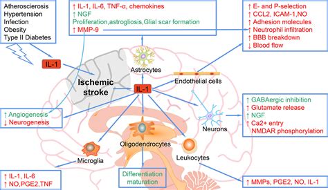 Frontiers Interleukins And Ischemic Stroke