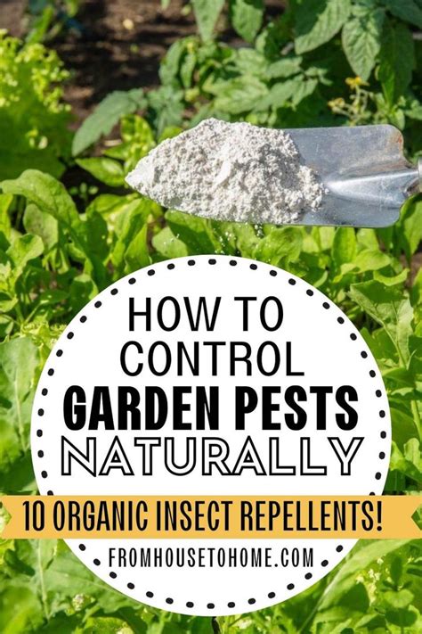 How To Control Garden Pests Naturally 10 Organic Insect Repellents