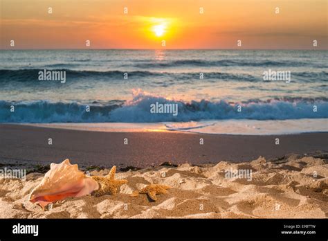 Sunrise On The Beach Shells In Closeup Stock Photo Alamy