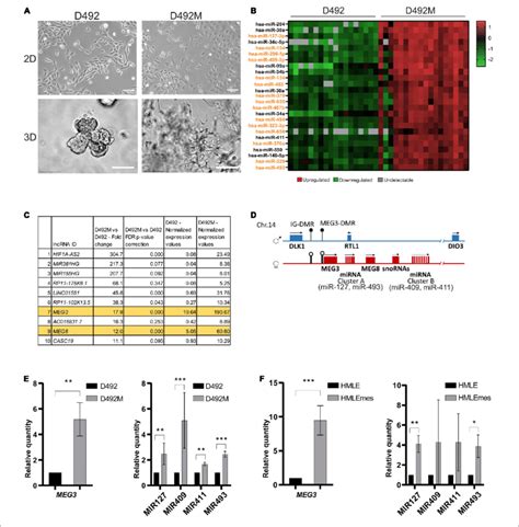 The Dlk1 Dio3 Locus Is Upregulated In Breast Epithelial Stem Cells