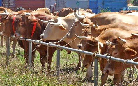 La Laguna Acoge Un Proyecto Piloto De Autoabastecimiento Forrajero Para Mejorar La Rentabilidad