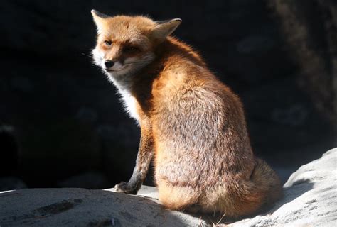 Red Fox Maryland Wilderness Exhibit Maryland Zoo Baltim Flickr