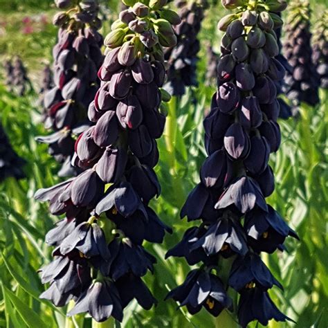 Fritillaria Szachownica Twin Towers Tribute Szt Korona Cesarska