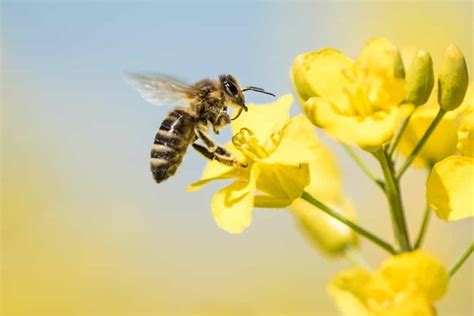 Entenda a importância das abelhas na agricultura Blog da Aegro