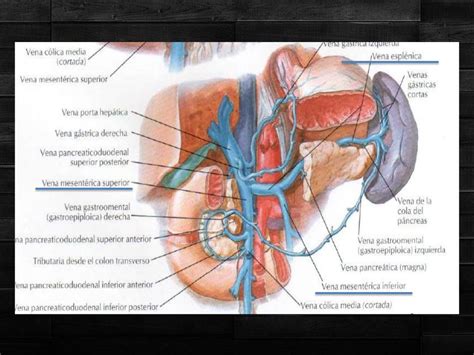 Anatomia de la vena porta