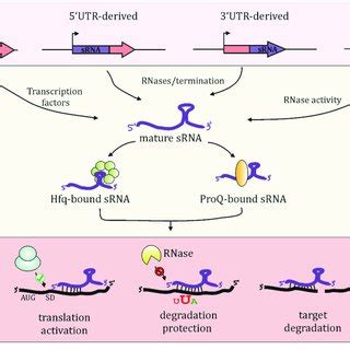 Depiction Of The Opp Oppx Micf Ompf Functional Model Transcription