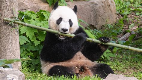 European Panda: Teeth gathering dust for over 40 years gives clue