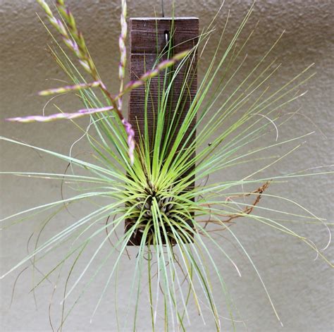 Tillandsia filifolia – Rare & Air