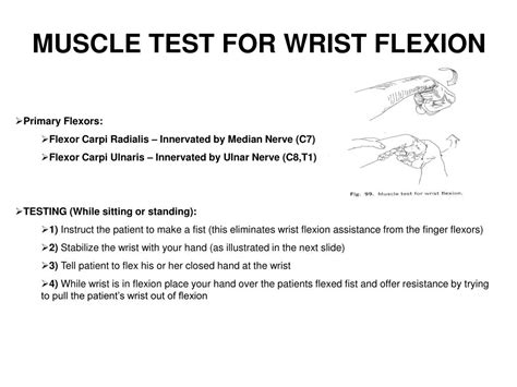 Ppt Lab 3 Upper Extremity Part Ii Muscle Testing For Shoulder Wrist And Hand Group 4