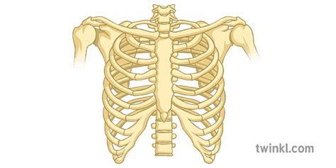 Rib Cage Bones Only Science Secondary Illustration - Twinkl