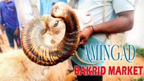 Bakrid 2022 Amingad Market The Origin Of Yalaga Sheep Breed Most