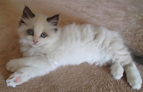 Ragdoll Kitten Seal Bicolor with Paws Crossed - Floppycats