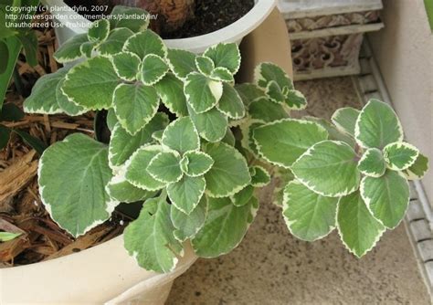 Plantfiles Pictures Plectranthus Indian Borage Spanish Thyme