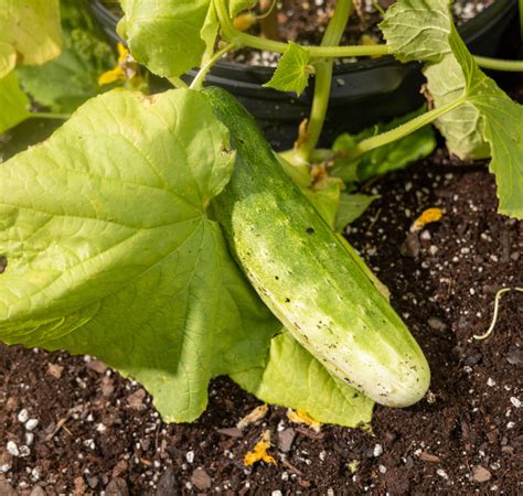 Garden Sweet Burpless Hybrid Cucumber Seeds — Seeds 'n Such