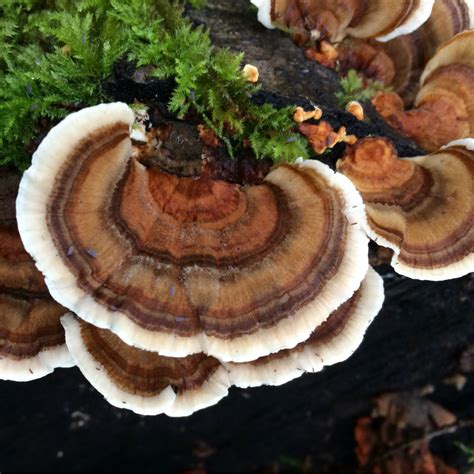 Turkey Tail Mushroom