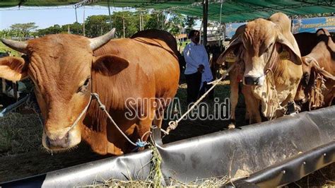 Tata Cara Dan Doa Menyembelih Hewan Kurban Saat Hari Raya Idul Adha