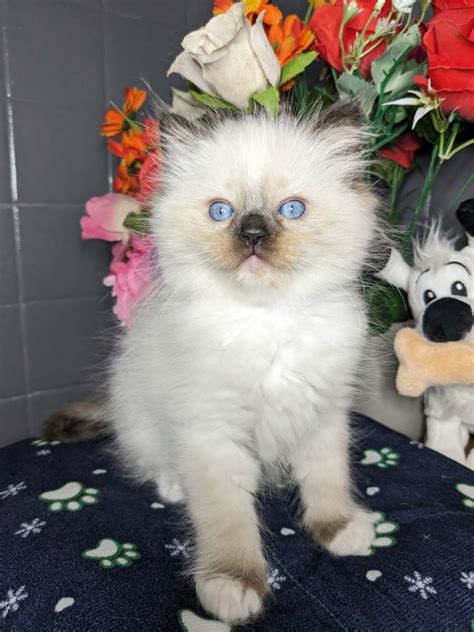 Chaton Ragdoll CHATON Orange Femelle Disponible En Nouvelle