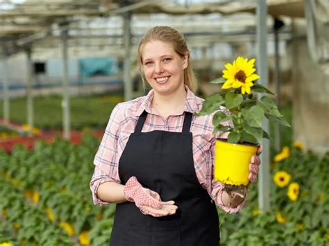 Can Sunflowers Grow Inside List Of Indoor Sunflowers And Tips To Grow