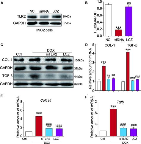 Frontiers Lcz Attenuated Doxorubicin Induced Chronic