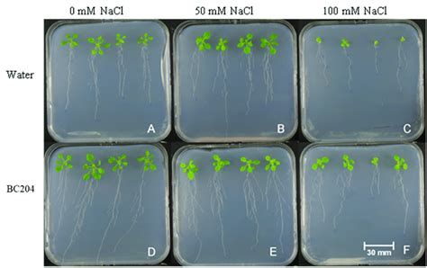 Arabidopsis Thaliana Seedling