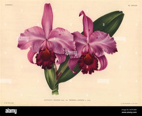 Cattleya trianae fotografías e imágenes de alta resolución Alamy