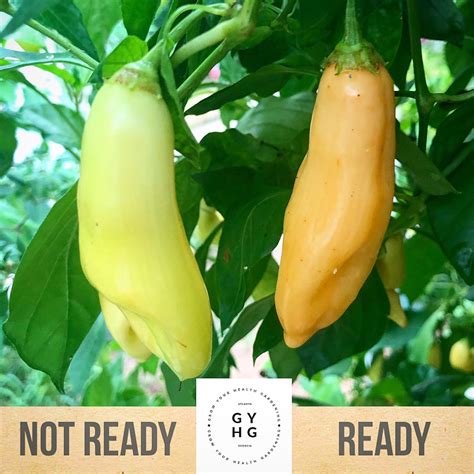 Sugar Rush Peach Hot Pepper Hydroponic Seeds Rare Grow Your Health Gardening