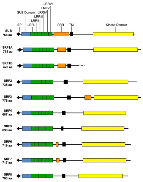 Domain Organisation Of Srf Proteins Abbreviations Lrr Leucine Rich