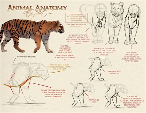 Cat Anatomy Anatomy For Artists Feline Anatomy