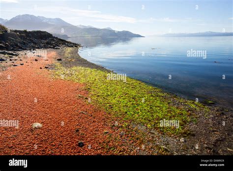 Algas Lavadas En Tierra Fotograf As E Im Genes De Alta Resoluci N Alamy