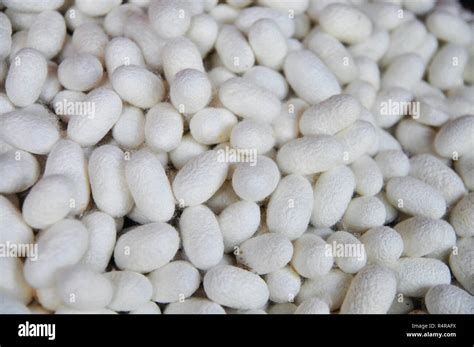 White Cocoons Hi Res Stock Photography And Images Alamy