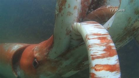 Creature From The Deep Surfaces In Japanese Harbor Fox61