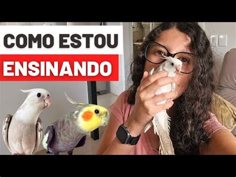 Ensinando A Calopsita Cantar E Treinando Voo Em Casa Udp Youtube