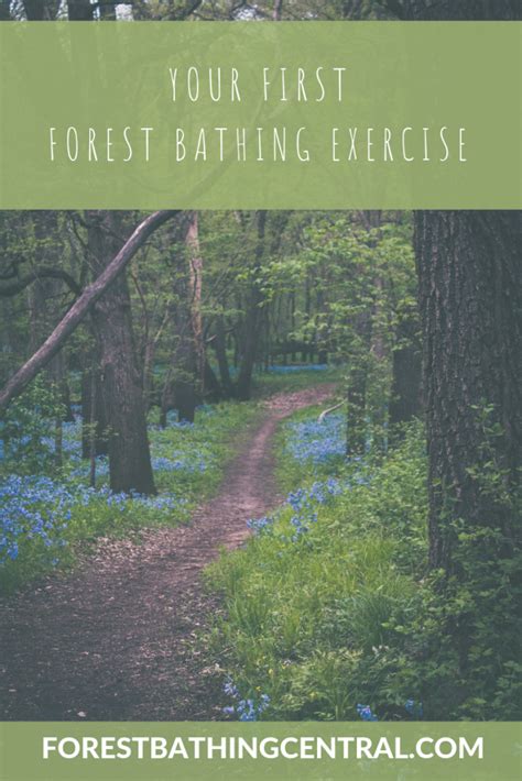 The Benefits Of Forest Bathing Artofit